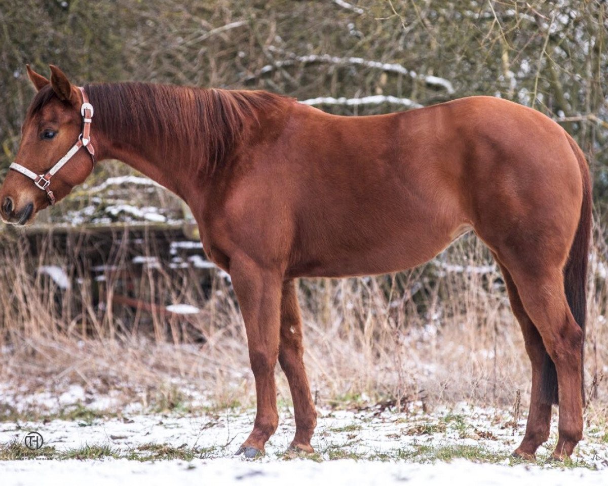 horse QT Shineup The Light (Quarter Horse, 2014, from Dun It On The QT)