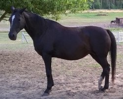 broodmare Herzsonne II (Trakehner, 1998, from Assistent)