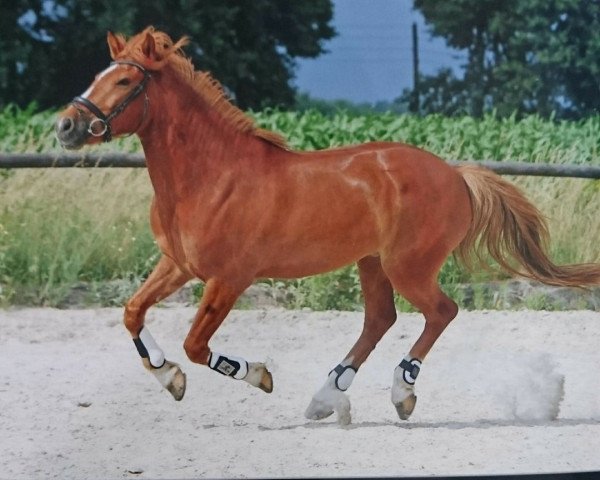 horse King (German Riding Pony, 2002)