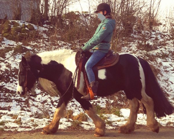 Pferd Freddi (Tinker / Irish Cob / Gypsy Vanner, 2011)