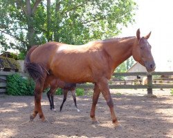 horse Spooks Dear Rosaly (Quarter Horse, 2008, from Spook's Dear)