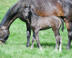 Springpferd Ketch Up (Westfale, 2017, von Kannan)