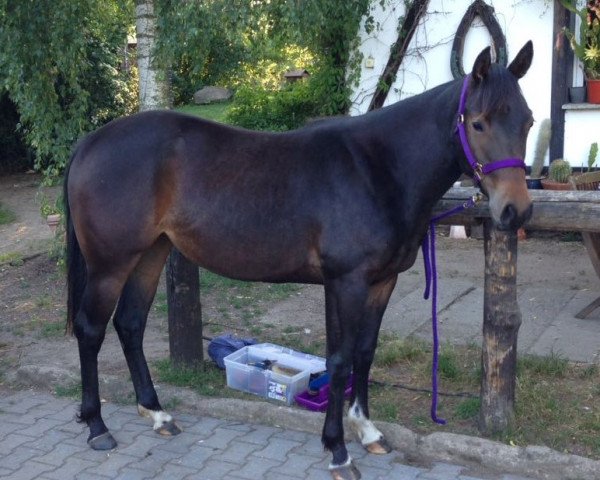 Pferd Jill Enjoys The Show (Quarter Horse, 2015)