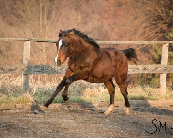 Pferd Sissi (Quarter Horse, 2016)