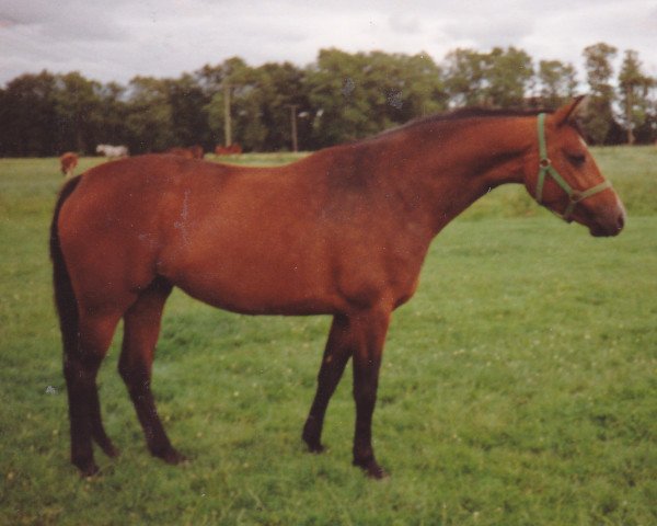 broodmare Zarah-Leone (Holsteiner, 1985, from Marmor)