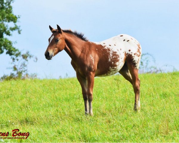 Pferd IHR Sully Dee Bar (Appaloosa, 2017)