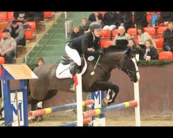 jumper Lindenhof's Magic Mordred (New Forest Pony, 2005, from Moderato II)