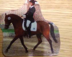 dressage horse Balou (German Riding Pony, 1996, from Black Boy)