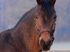 dressage horse Francesco 63 (Westphalian, 2004, from Florestan I)