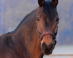 dressage horse Francesco 63 (Westphalian, 2004, from Florestan I)