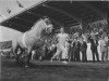 stallion Négus van Kammerberg (Dutch Heavy Draft, 1962, from Négus de Miécret)