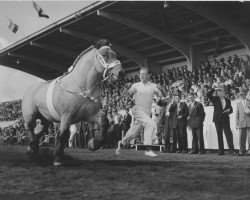 Deckhengst Négus van Kammerberg (Niederländisches Kaltblut, 1962, von Négus de Miécret)