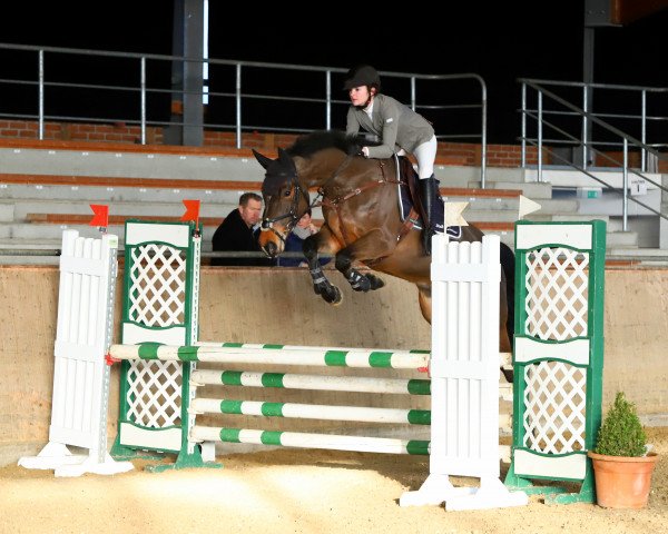 jumper Come on Z (Zangersheide riding horse, 2013, from Concord Z)