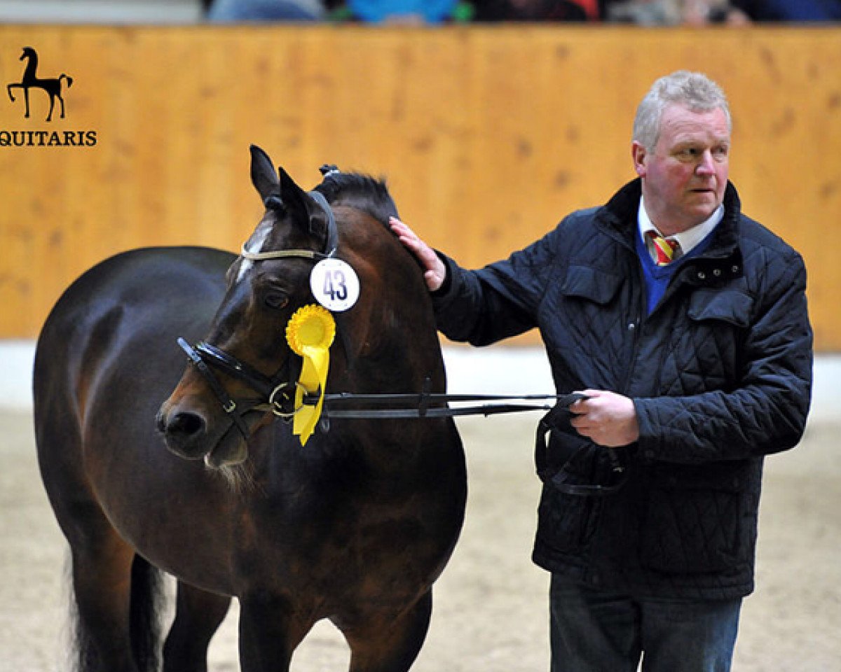 Deckhengst Davenport II (Deutsches Reitpony, 2004, von Da Vinci R)