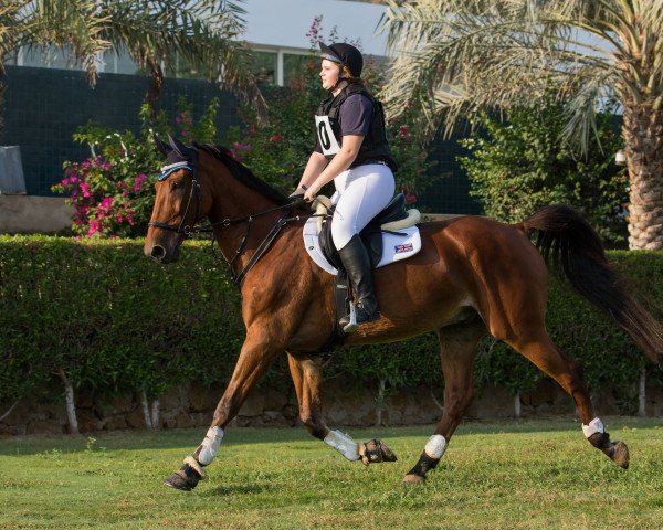 horse Bruno Bonaire (KWPN (Royal Dutch Sporthorse), 2006, from Sarantos)