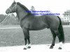 stallion Jura (Freiberger, 1963, from Jurassien)
