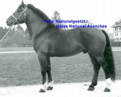 stallion Jura (Freiberger, 1963, from Jurassien)