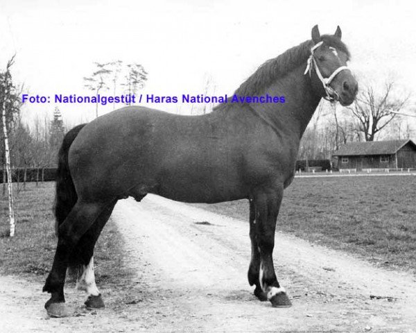 stallion Johnny (Freiberger, 1955, from Jurassien)