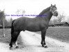 stallion Johnny (Freiberger, 1955, from Jurassien)