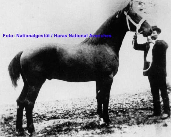 stallion Imprévu (Anglo-Norman, 1886)