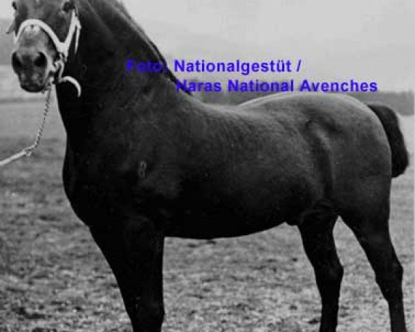 stallion Chasseur (Freiberger, 1900, from Max II)