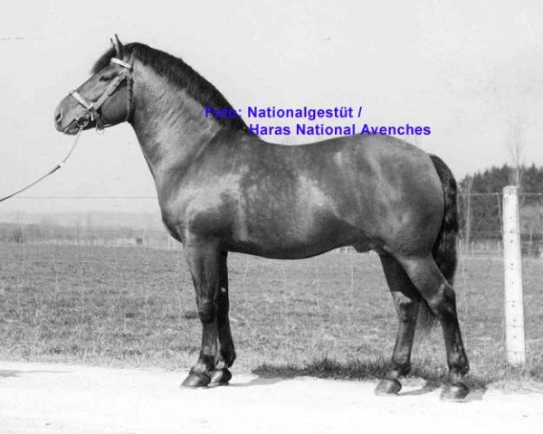 stallion Johann (Freiberger, 1955, from Jurassien)