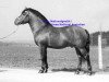 stallion Johann (Freiberger, 1955, from Jurassien)