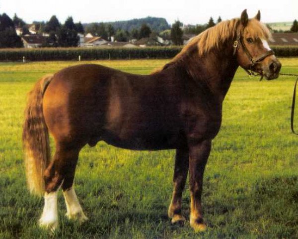 stallion Clémenceau (Freiberger, 1981, from Jury)