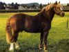 stallion Clémenceau (Freiberger, 1981, from Jury)