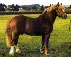 stallion Clémenceau (Freiberger, 1981, from Jury)