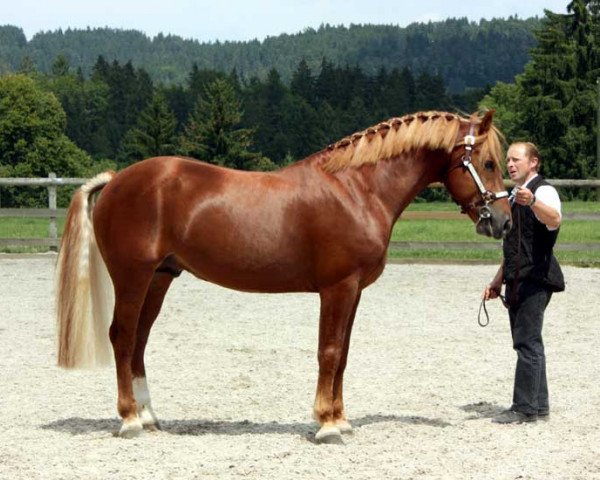 stallion Cosimo (Freiberger, 2002, from Clémenceau)