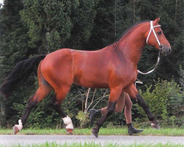 stallion Casim (Freiberger, 2008, from Cosimo)