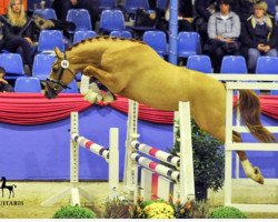 dressage horse Volbeat (Rhinelander, 2015, from Voodoo Cr)