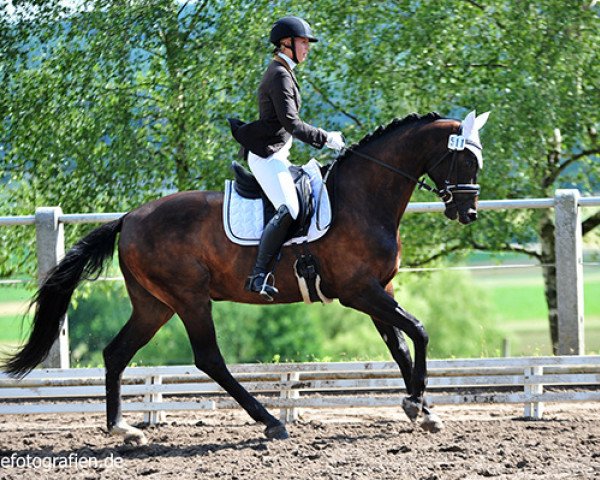 horse Heines Valentino (Hanoverian, 2011, from Heinrich Heine)