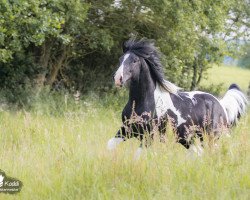 horse BPS Lucifer (Pinto / Hunter, 2015, from Cherokee Black Max)