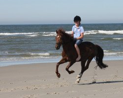 jumper Gaitano 17 (German Riding Pony, 2001, from Gerlof)