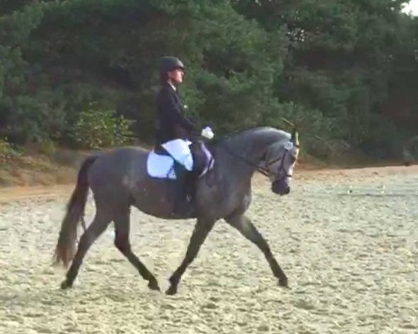 jumper Miabeau 2 (Pony without race description, 2011)