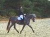 jumper Miabeau 2 (Pony without race description, 2011)