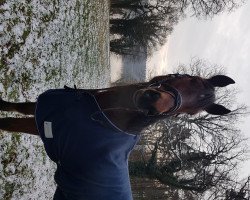 jumper Karlson (German Sport Horse, 2012, from Kolibris Vulkano Dree Boeken)