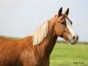 dressage horse Djalisca M (German Riding Pony, 2014, from Djalisco J)