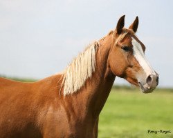 dressage horse Djalisca M (German Riding Pony, 2014, from Djalisco J)