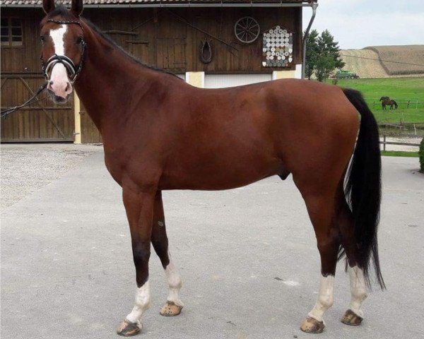 dressage horse Quite's Orphano BF (Bavarian, 2011, from Quite's Prince)