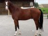 dressage horse Quite's Orphano BF (Bavarian, 2011, from Quite's Prince)