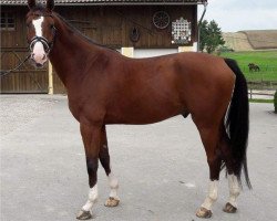 Dressurpferd Quite's Orphano BF (Bayer, 2011, von Quite's Prince)