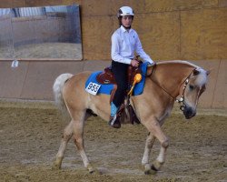 stallion Achilles P (Haflinger, 2009, from Aragon)