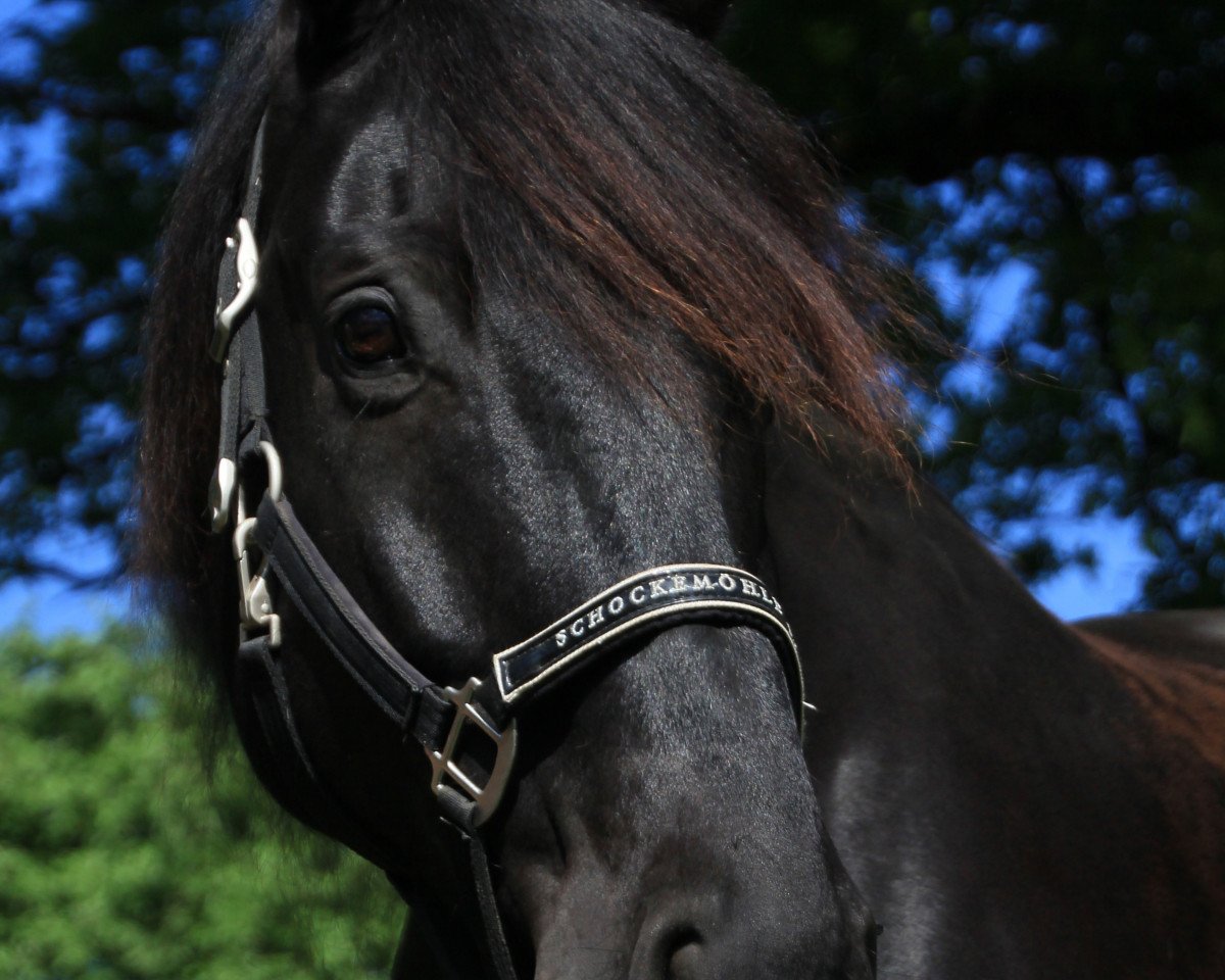 Dressurpferd Sir Lancelot 43 (Westfale, 2005, von Sir Bedo)