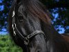 dressage horse Sir Lancelot 43 (Westphalian, 2005, from Sir Bedo)