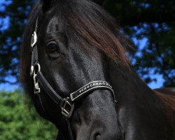 dressage horse Sir Lancelot 43 (Westfale, 2005, from Sir Bedo)