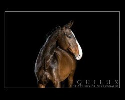 dressage horse Nova (Danish Warmblood, 2003, from Nobleman)