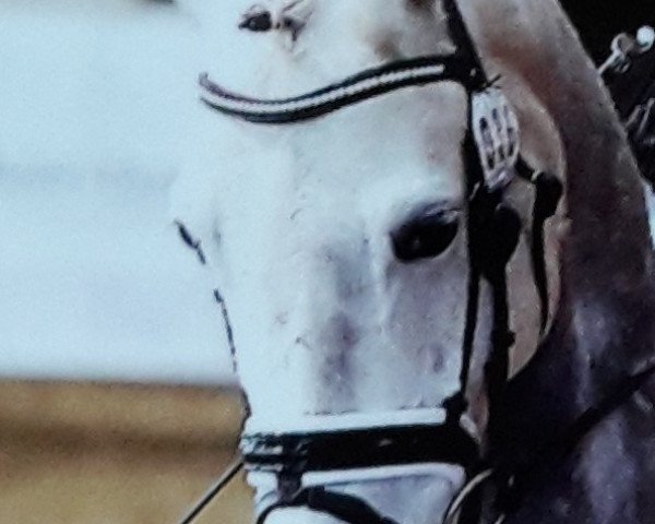 jumper Bonny 868 (German Riding Pony, 2009, from Borodin)